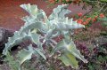 Zoreil d'éléphant. KALANCHOE beharensis. Sud Mada. Crassulaceae. 1-2m
